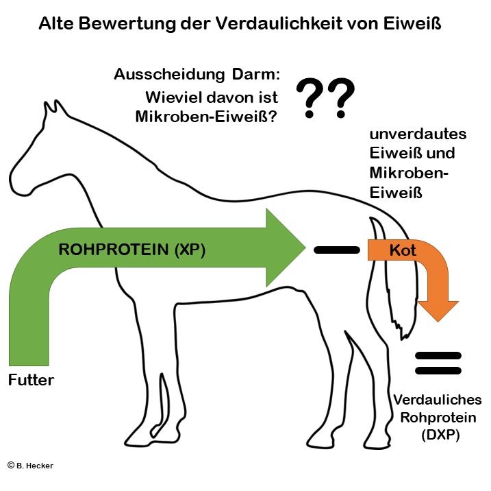 Alte Bewertung der Verdaulichkeit von Eiweiß beim Pferd bei Opti-Ration