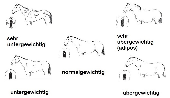 Ernährungszustand Pferd opti-ration.de
