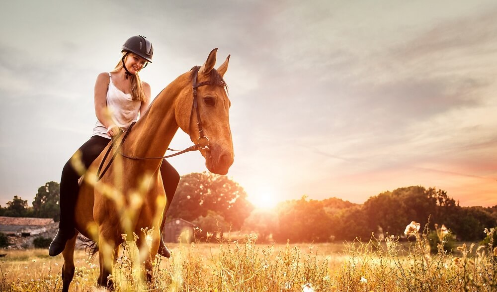 Rationsberechnung Pferd online Opti-Ration