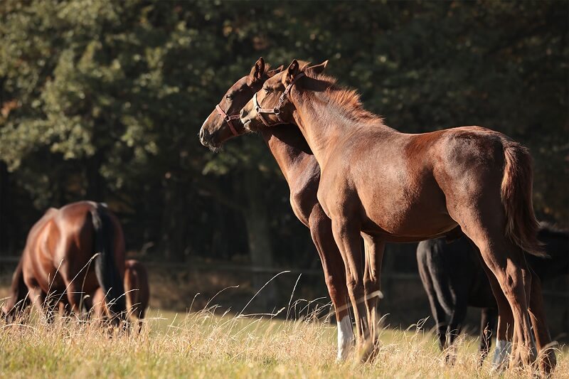 Pferde beim Weidegang Opti-Ration