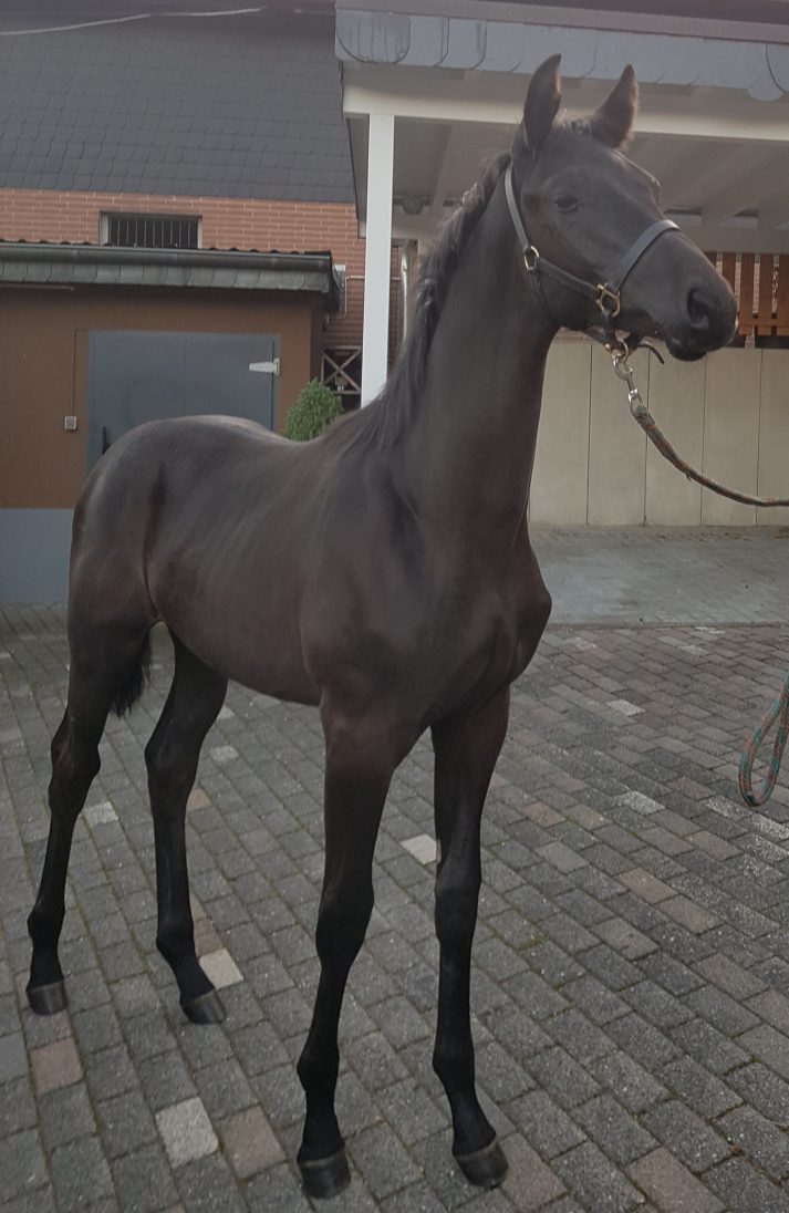 Trakehner Modeste