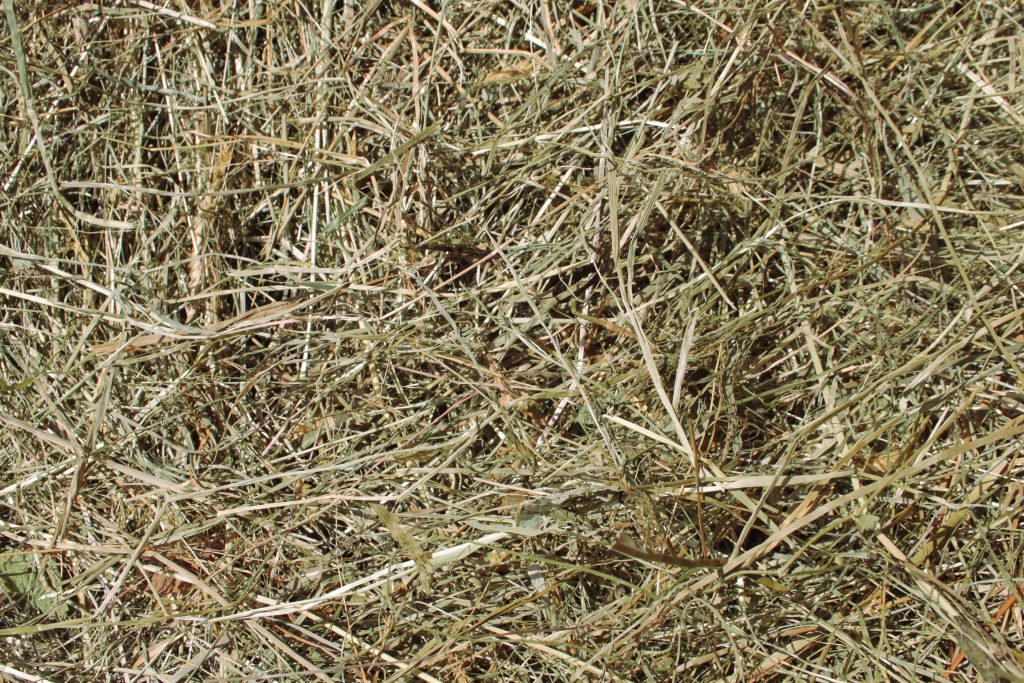 Heu 1. Schnitt gute Qualität