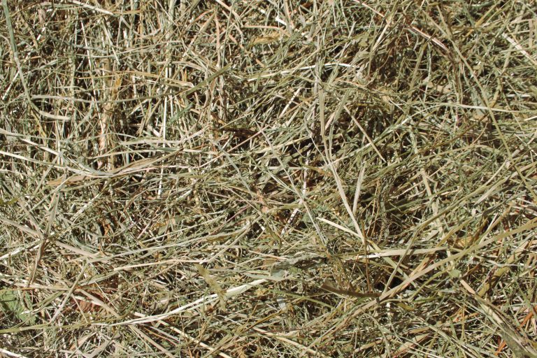 Heu 1. Schnitt gute Qualität