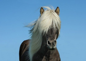 rassetyp pony