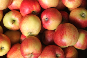 Äpfel in der Pferdefütterung