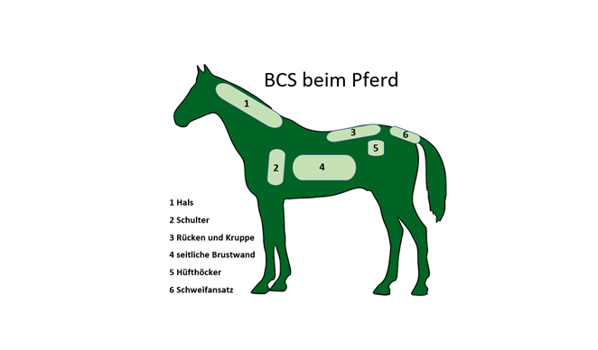 BCS