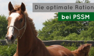 Die optimale Ration bei PSSM
